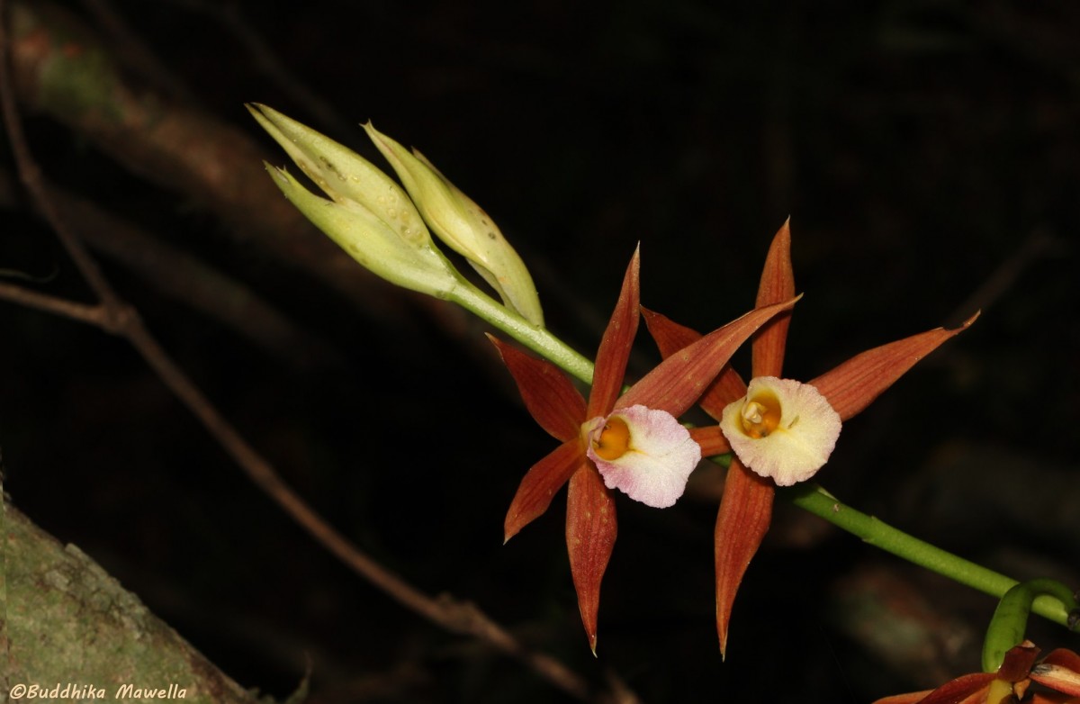 Phaius wallichii Lindl.